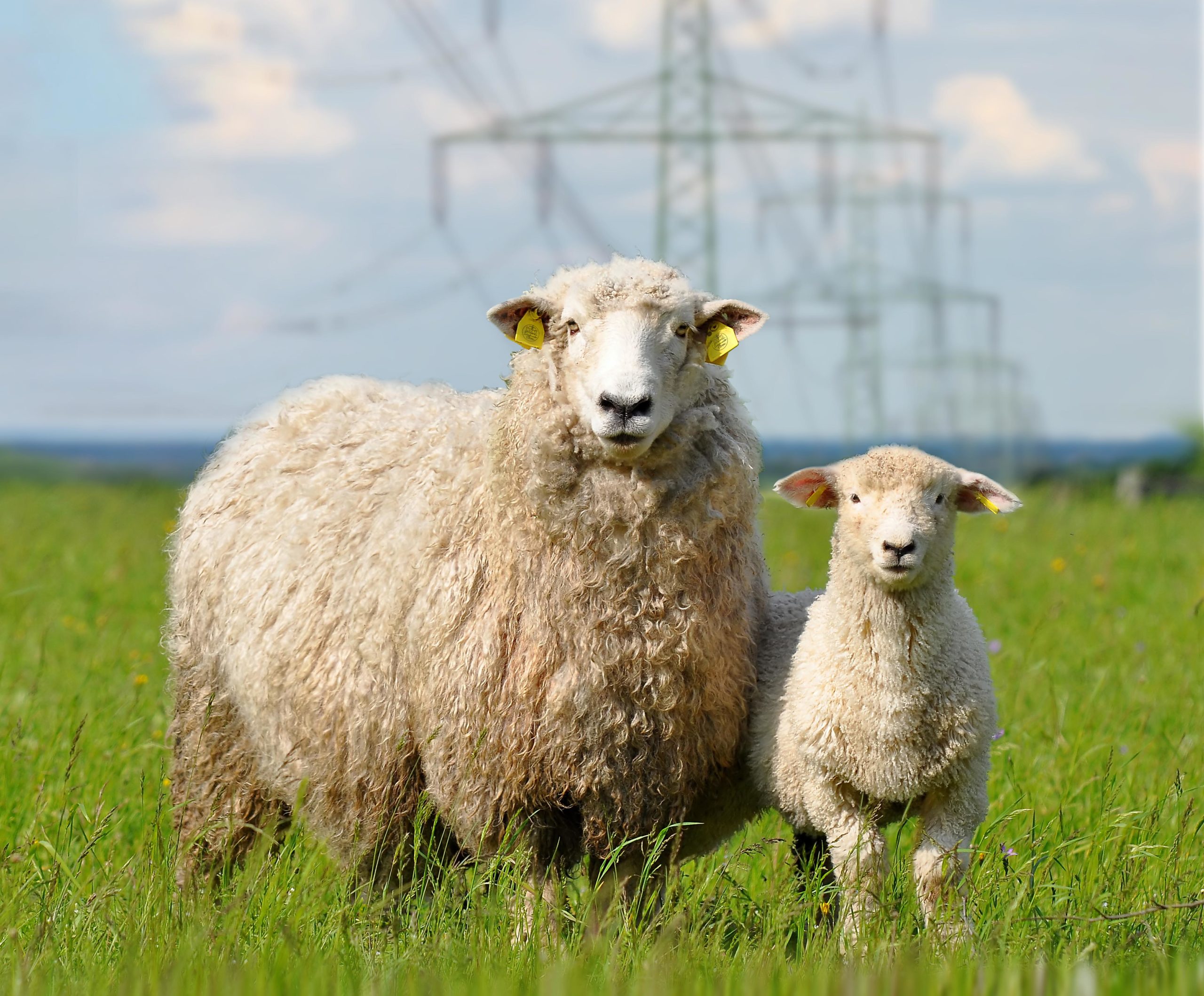 Schafe unter Strom Titelmotiv