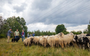 Schafe im NSG am Rümpfwald